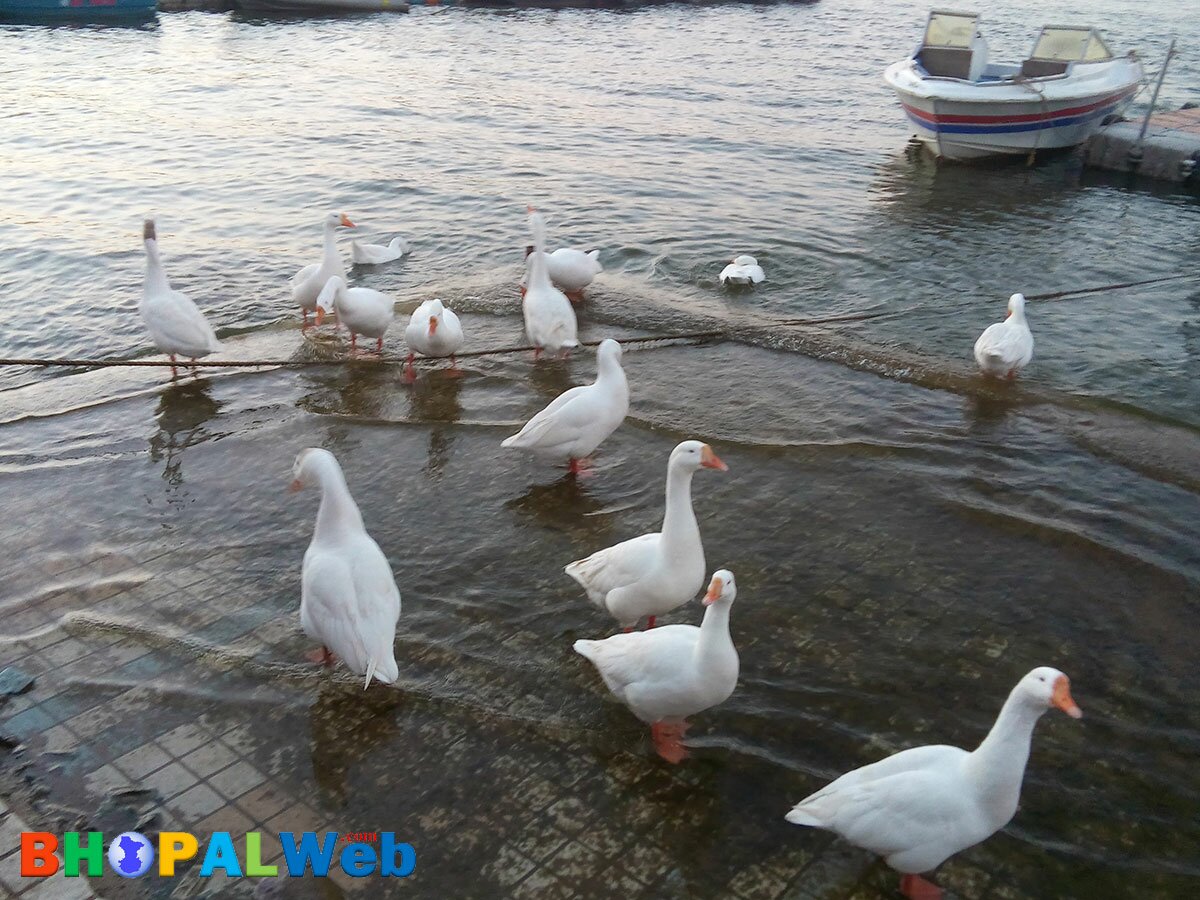 Ducks-in-Lake-View-Bhopal